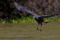 Great Black Hawk