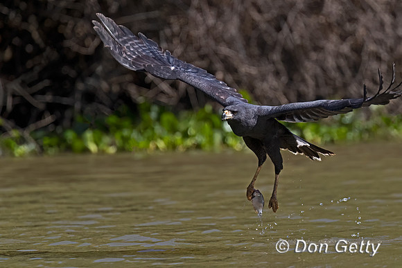 Great Black Hawk