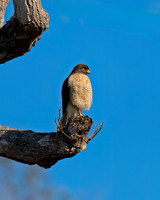 Roadside Hawk