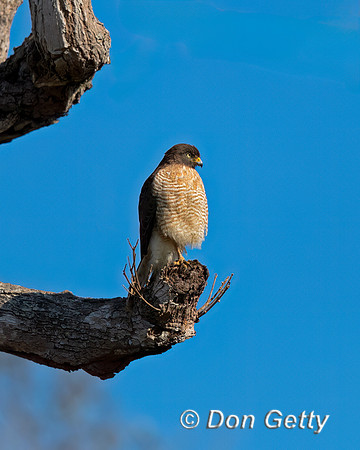 Roadside Hawk