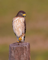 Roadside Hawk