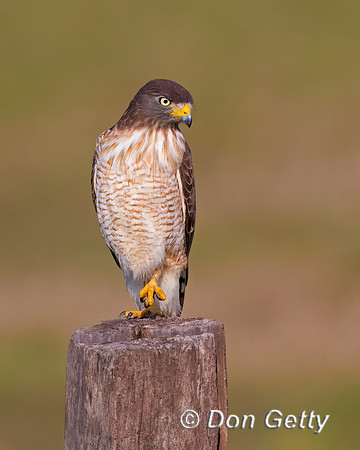 Roadside Hawk