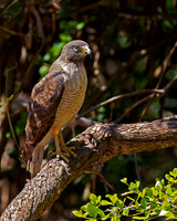 Roadside Hawk
