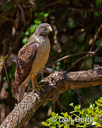 Roadside Hawk