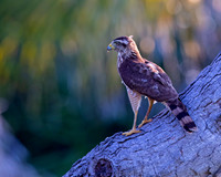 Roadside Hawk