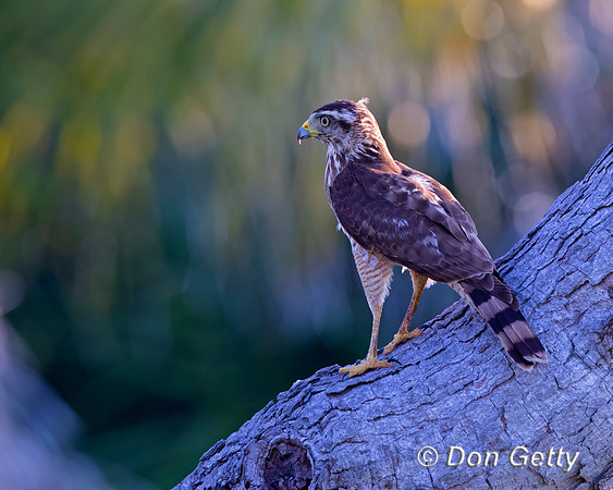 Roadside Hawk