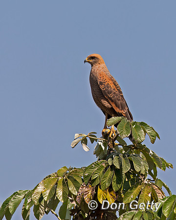 Savanna Hawk