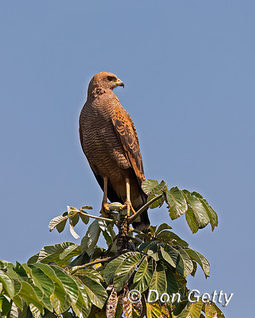 Savanna Hawk