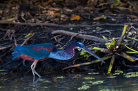 Agami Heron