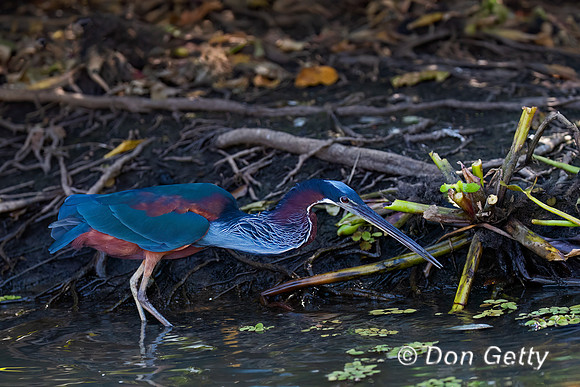 Agami Heron