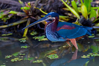 Agami Heron