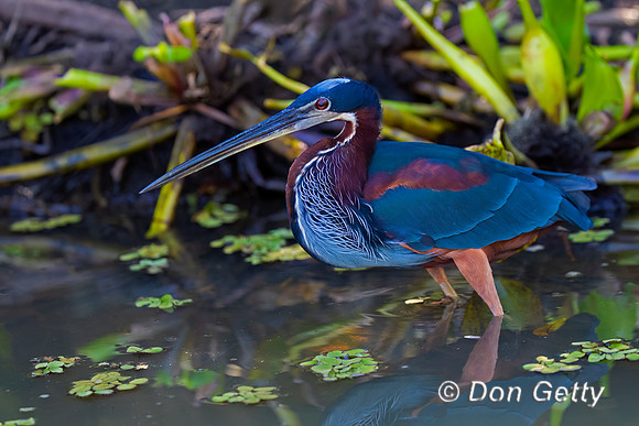 Agami Heron