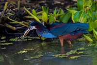 Agami Heron