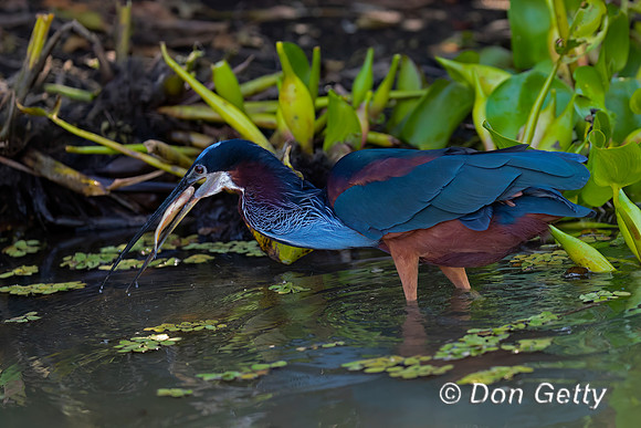 Agami Heron