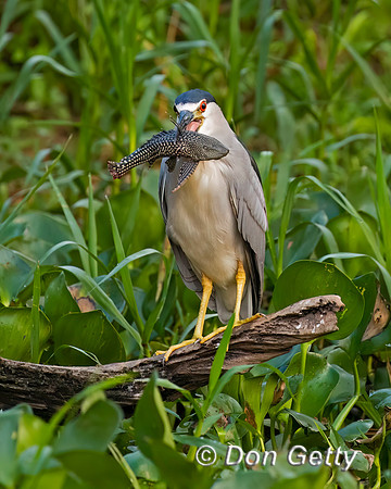 Black-crowned Night Heron
