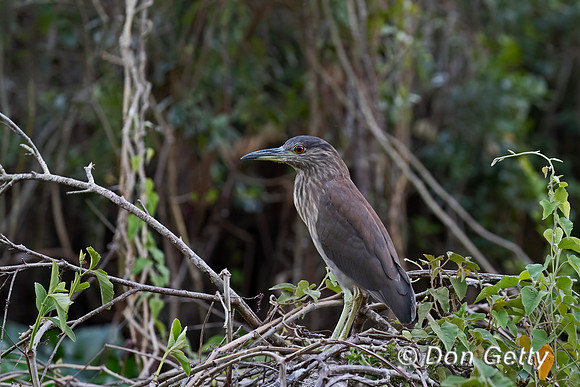 Black-crowned Night Heron