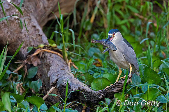Black-crowned Night Heron