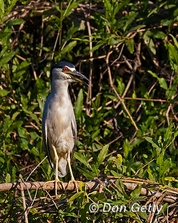 Black-crowned Night Heron
