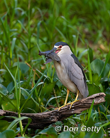 Black-crowned Night Heron
