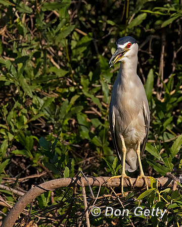 Black-crowned Night Heron