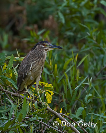 Black-crowned Night Heron