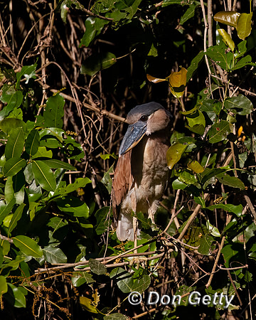 Boat-billed Heron