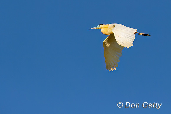 Capped Heron