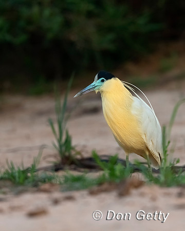 Capped Heron