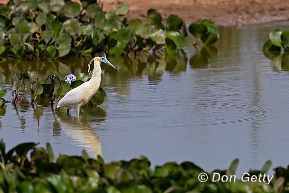 Capped Heron