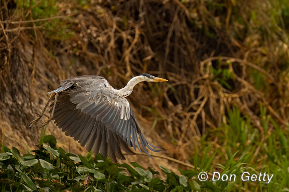Cocoi Heron