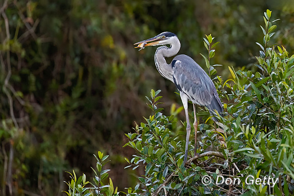 Cocoi Heron