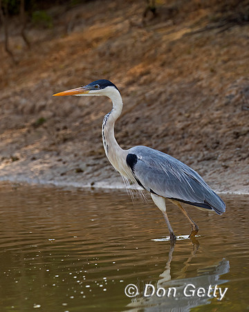 Cocoi Heron