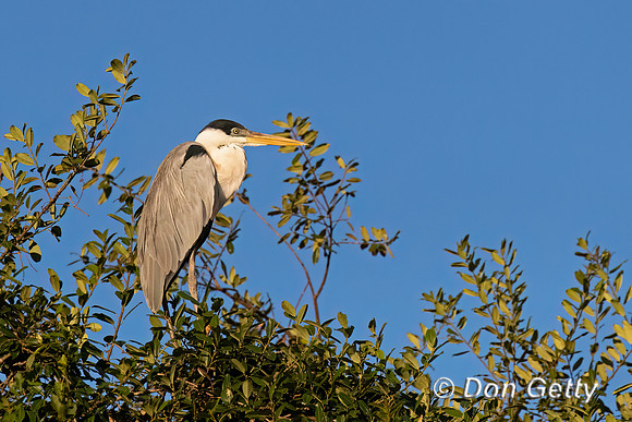 Cocoi Heron