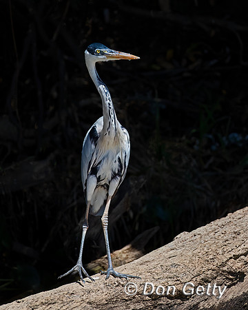 Cocoi Heron