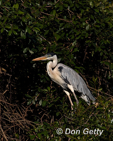 Cocoi Heron