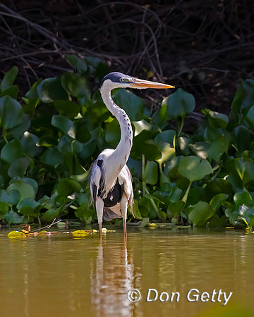Cocoi Heron