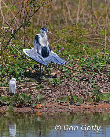Cocoi Heron