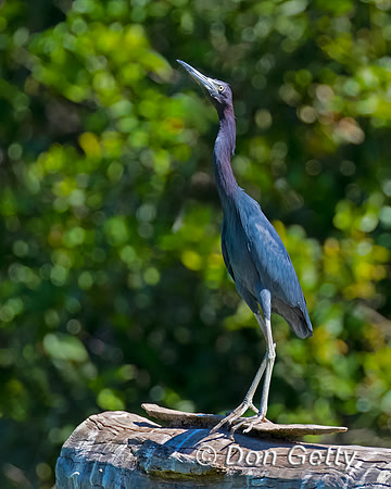 Little Blue Heron
