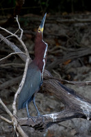 Rufescent Tiger Heron