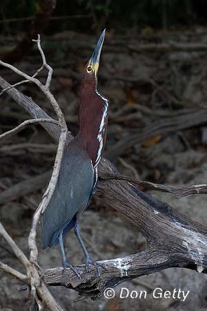 Rufescent Tiger Heron
