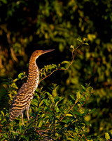 Rufescent Tiger Heron