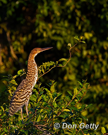 Rufescent Tiger Heron