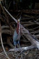 Rufescent Tiger Heron