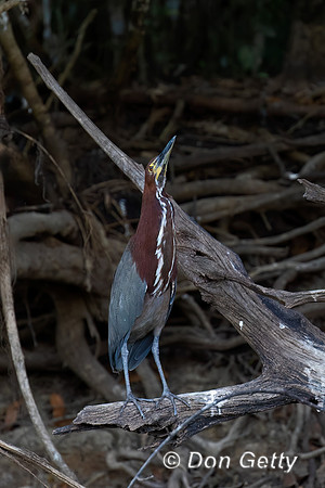 Rufescent Tiger Heron