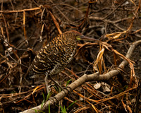 Rufescent Tiger Heron