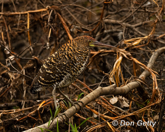 Rufescent Tiger Heron