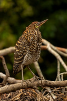 Rufescent Tiger Heron