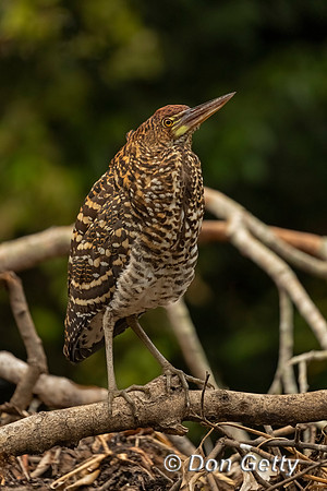Rufescent Tiger Heron