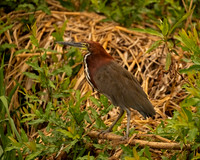 Rufescent Tiger Heron