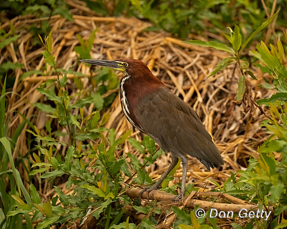 Rufescent Tiger Heron